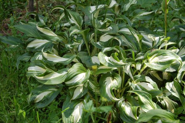 Hosta undulata 'Univittata' | Schneefeder-Funkie